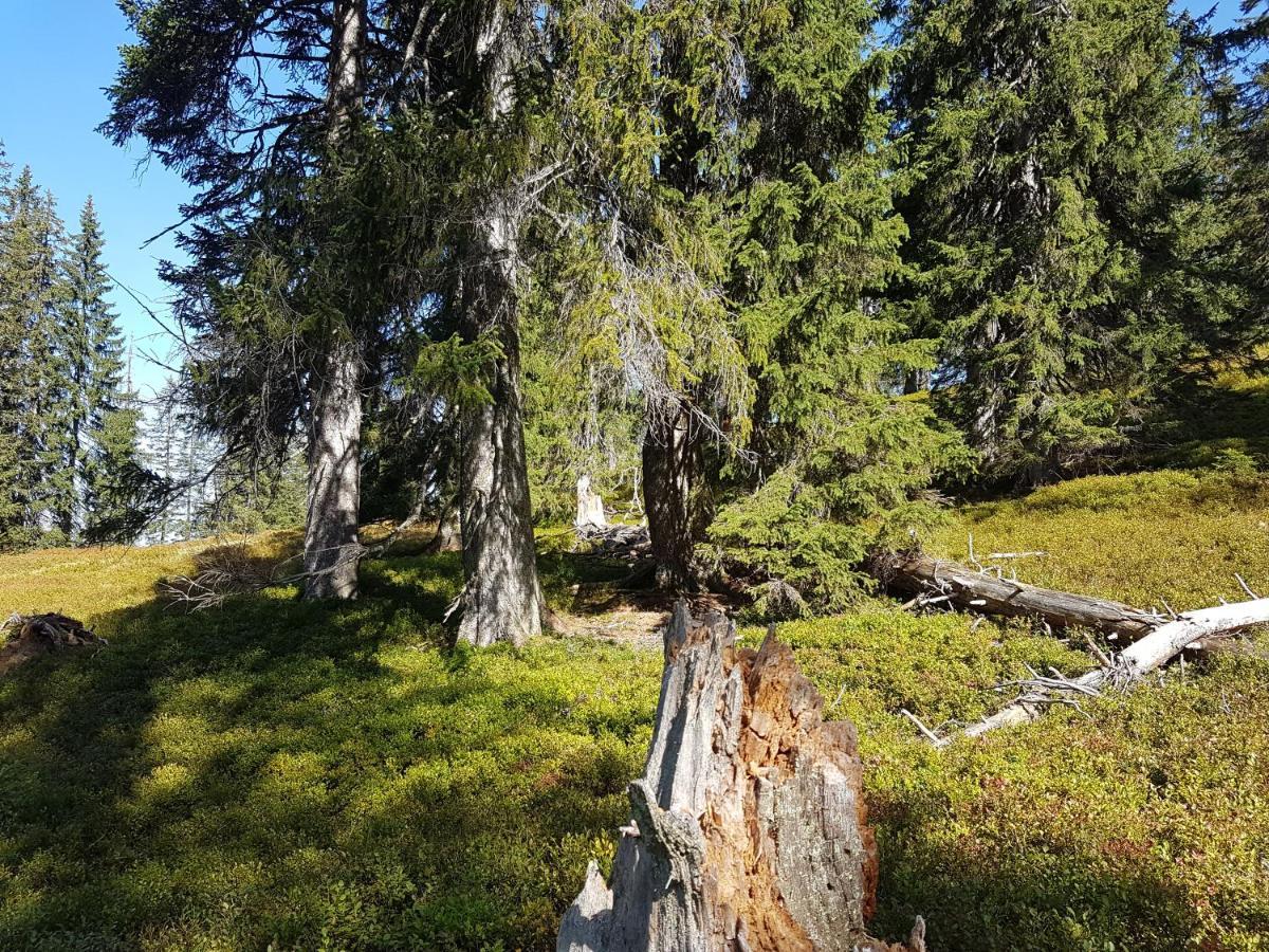 Fesengut Hotel Annaberg im Lammertal Bagian luar foto