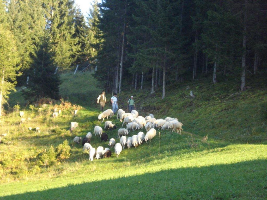 Fesengut Hotel Annaberg im Lammertal Bagian luar foto